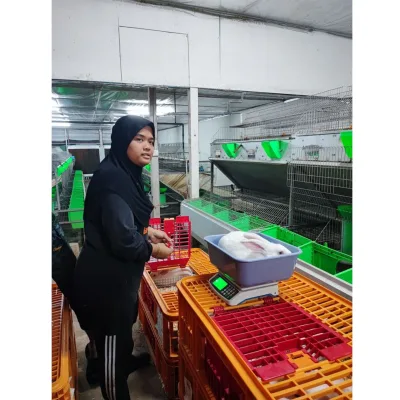 Factory Directly Sale Female Rabbit Cage Industrial Rabbit Cage for Rabbit Farm