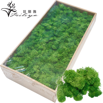 Wholesale Preserved Moss Panel Bun Moss Reindeer Moss for Home Decoration Wall Stabilized Terrarium DIY