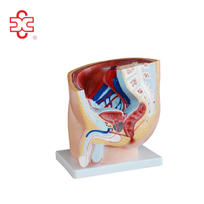 Female and Male Pelvic Model PVC Training Manikin for Medical Science