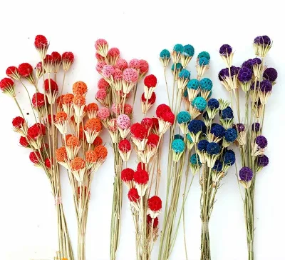 Hot Selling Natural Preserved Flower Dried Preserved Melaleuca Bracteata for Home Decoration