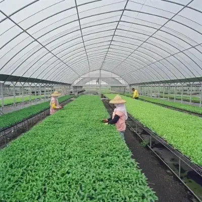 Hot Selling Polythene Greenhouse with Vertical Farm System
