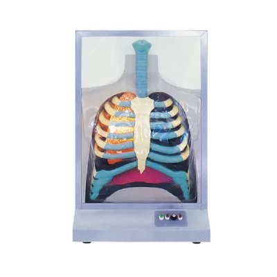 Human Respiratory Model