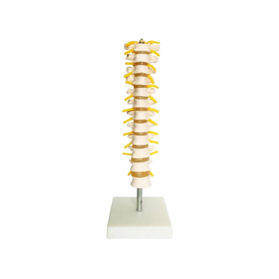 Thoracic Vertebra Model, Spinal Column with Spinal Cord and Nerves Simulator Bone Structure Teaching Medical Phantom