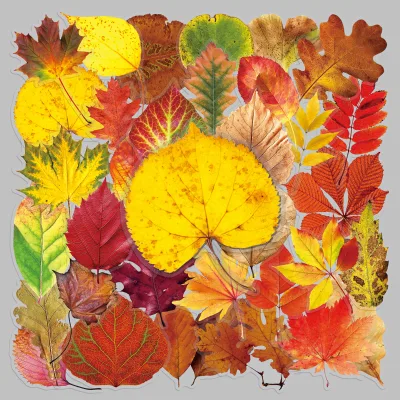 50 Pcs Fun Art Creative Fallen Leaves Themed Decor Stickers, Waterproof Vinyl Custom Printed DIY Stationery Wall Stickers