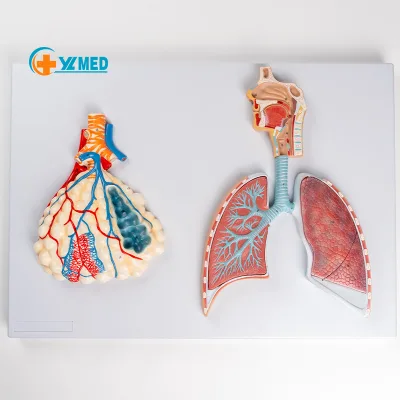 Anatomical Model Medical Science Respiratory Lung System Model Human Alveolar Relief for Student Human Organ