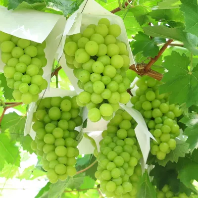 Fresh Premium Green Grape High Brix 18 Strong Floral Aroma Sunshine Rose Grape Bulk Purchase