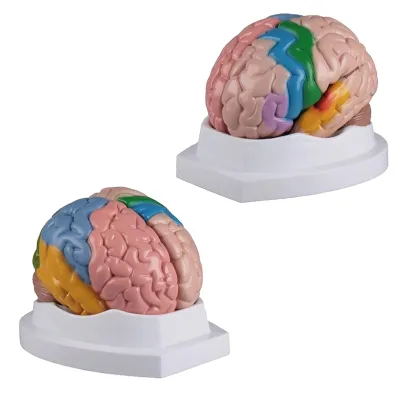 Human Plastic Brain 3D Model
