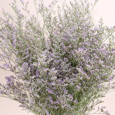 Yunnan Focusflower Wholesale Fresh Cut Flower Limonium Multi-colour Valentine's Day Cold Chain Transportation Long Shelf Life