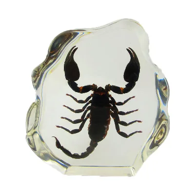 Wholesale Resin Paperweight, Transparent Resin Insect Paperweight Education Insect Specimen Collection