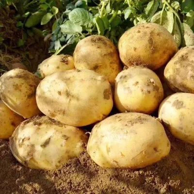 Fresh Golden Yellow High Quality White Potatoes New Crop Global Gap Certified 10kg Mesh Bags Bulk Supply