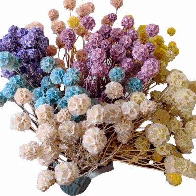 Preserved Morning Bride Scabiosa Flower Big Bundle for Wedding Home Office Party Decorations-Natural Material