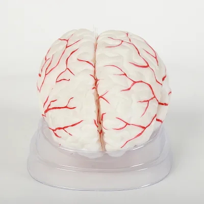 Silicone Brain Model for Medical Science