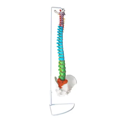 Medical Science Vertebral Column Spine With Pelvis Model Human Plastic Spine Model Life Size Skeleton