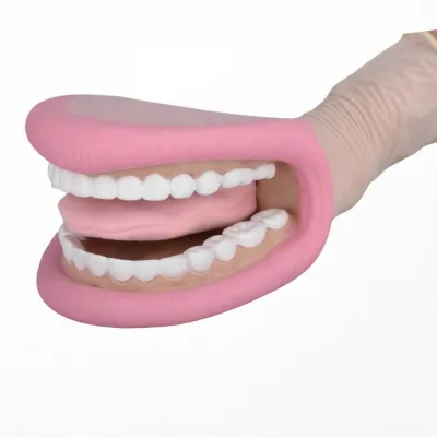 Wholesale Standard Dental Model TL-YL035 TIANLIAN Resin Anatomical Model Teaching Beauty Teeth Dentures Oral