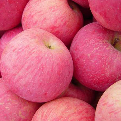 New Harvest Chinese Fresh Qinguan apple