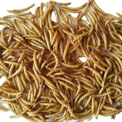 High Protein Dried Breadworms Treat for Pet Parakeets Canaries & Small Birds-Skin & Coat Health