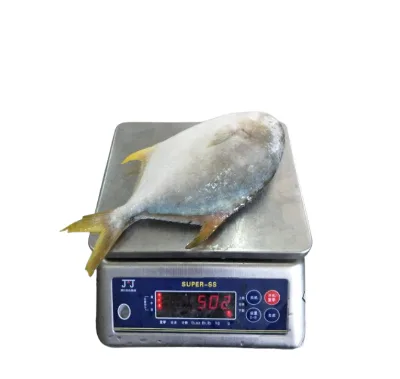 Frozen Golden Pomfret /Golden Fish