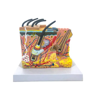 Enlarged Human Skin Tissue Structure Anatomical Model With Hair for Medical Science