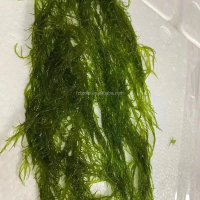 Asparagus Schoberioides Kunth Red Gracilaria Feeding Algae