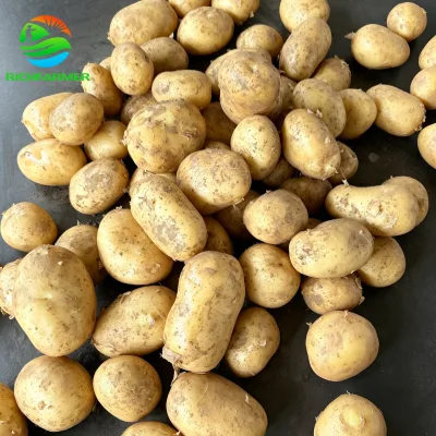 Farm Fresh Potatoes Bulk Wholesale Good Taste for Catering and Supermarket Use