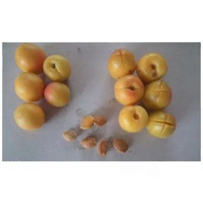 Professional Plum Date Pitting Machine for Fruits and Vegetables