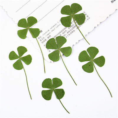 12pcs/Pack Dried Four Leaf Clover For Resin Pressed 4 Leaf Clover Real Dried Pressed Flowers