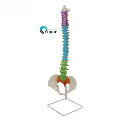 Colored PVC Spine Model with Occipital Bone Pelvis Blood Vessels Nerves for Medical Science Training in Hospitals