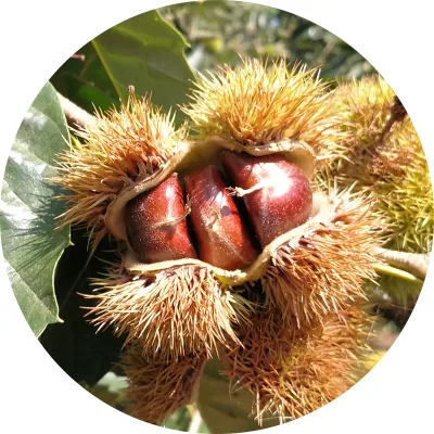 Factory Hot Sells Best Fresh Chestnut Green Food