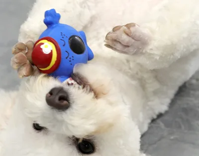 Latex Material Villain Series Gnawing Sound Throwing Tour of Small and Medium-sized Dogs Dog Toys