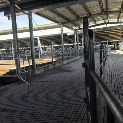 New Chinese Double Free Stall Cow Stalls for Cattle Farm Use 1-Year Warranty Dairy Cow Farm Design All