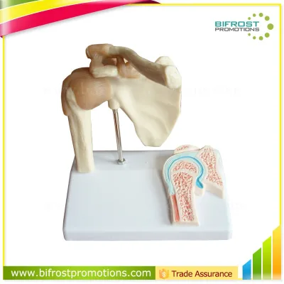 Shoulder Plastic Education Human Body Anatomy Model