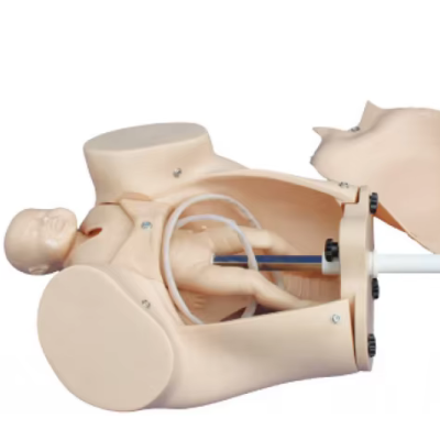 Medical Nursing School Accurate Anatomic Medical Science Delivery Simulation Teaching Model of Course of Delivery Manual Manikin
