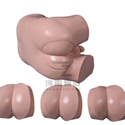 Advanced Rectal Examination Model, Prostate Palpation Model, Medical Teaching and Training Model