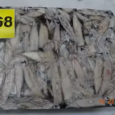 Premium High-quality Frozen Squid Seafood Bulk Pack in Box with Natural Taste Low-Sugar Low-Fat for Restaurant Wholesale Export