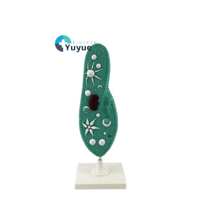 Paramecium Caudatum 370mm Longitudinal Section Model Educational Equipment with Stand for School Lab