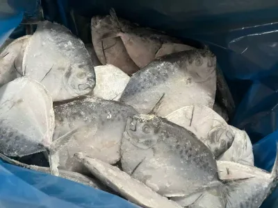 Competitive Organic IQF Frozen Moonfish 150g-300g 10kg/ Carton Light Catching HUANGDA Brand Chinese Exporter Importer Seafood