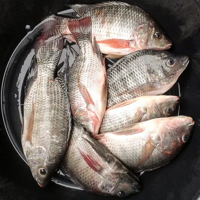 Wholesale Frozen Tilapia Whole Round IQF School Canteen Supply HACCP Compliant Bulk Trade Export Supply 20FCL