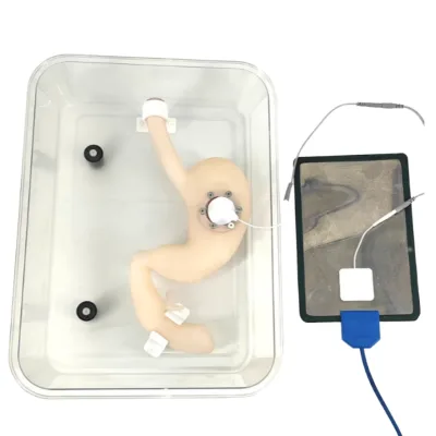 Gastroscopy Surgery Training Manikin ESD Stomach Model High Quality Ultrasound Phantom