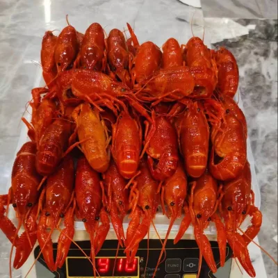 China Origin Good Taste Frozen Cooked Whole Crawfish/Crayfish Shrimp