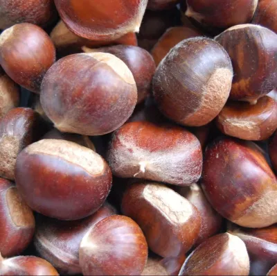 Crop 2023 Fresh Chestnut