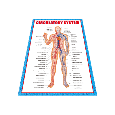 Newly India and English Language Wall Chart