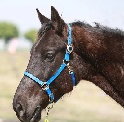 Wholesale Price Customize Nylon Halter Long Equestrian Durable Horse Halter Manufacturer OEM Style Color Material