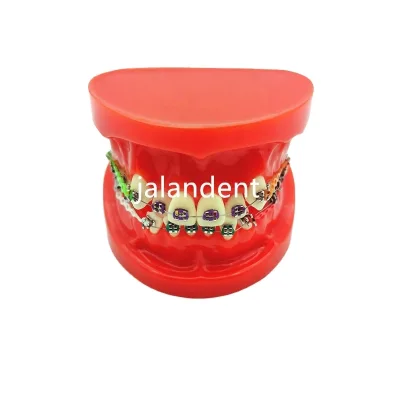 Factory Price   Dental Orthodontic Treatment Tooth Model With Bracket Dental Equipment