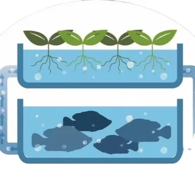 Manufacturers Customize Recycling  Greenhouse System Aquaponics Soilless Culture  Vegetable Cultivation Aquaponics Fish Tank