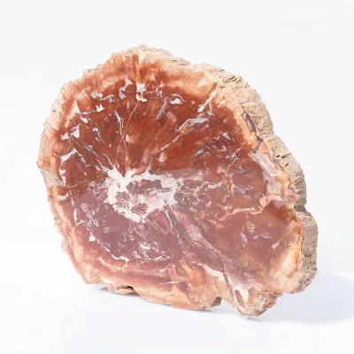 Hot Sale Petrified Wood Natural Raw Fossil Stone for Home Decoration