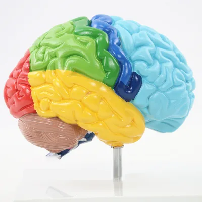 Human Brain Model Anatomy & Display Stand Life Size Color-Coded Model for Teaching Science Classroom Study