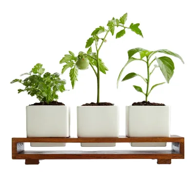 2025 Charming Indoor Herb Garden Planters New Design Culinary Salsa Growing Kit Herb Growing Planter Pot