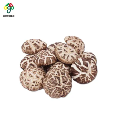 Bulk Wild Dried White Flower Mushroom Premium Shiitake Cap Raw Various Sizes for Food Processing & Catering Use