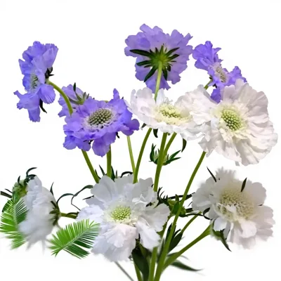 Fresh Blue Pot Flower Bundle Real Cut Flower Arrangement for Wedding Mother's Day Mid-Autumn Festival Occasions Small Flower