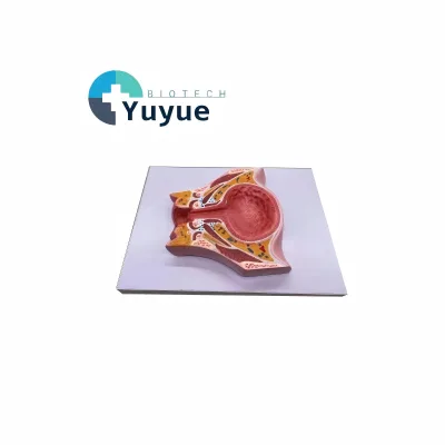 Female Pelvis Coronal Section Model Through Bladder With Base Biological Anatomical Display Model for School Lab Teaching
